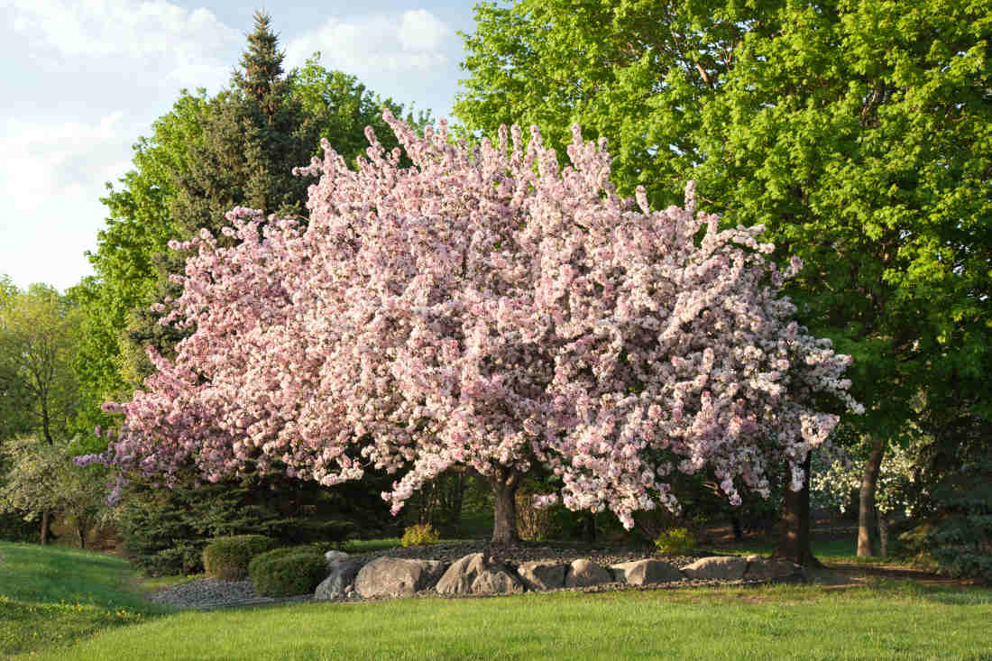 Pommier à fleurs - pommier d'orrnement