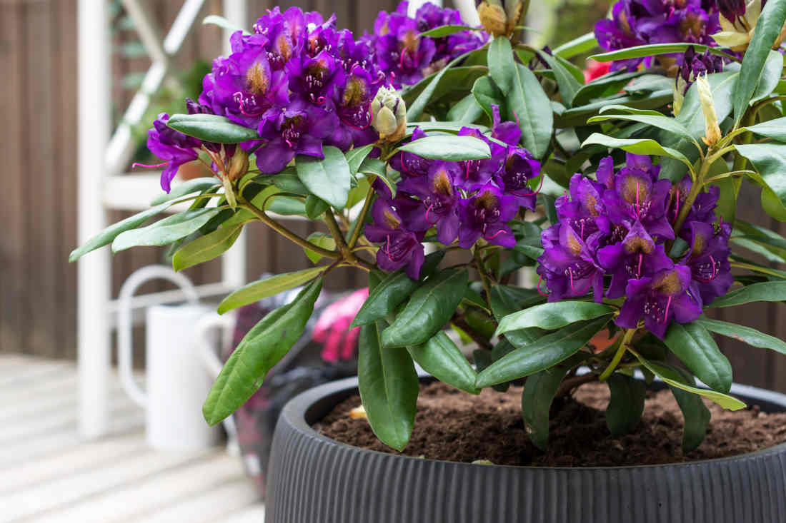 Rhododendron en pot