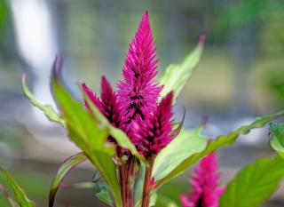 annuelles à semer célosie (Celosia)