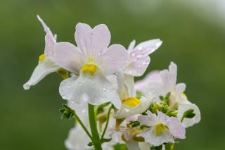 annuelles semis mars fleurs blanches Nemesia
