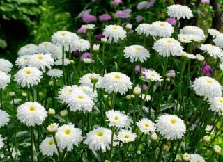 annuelles reine-marguerite (Callistephus chinensis)