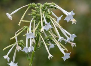 annuelles tabac d'ornement (Nicotiana)