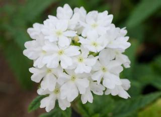 annuelles verveine des jardins (Verbena hybrida)