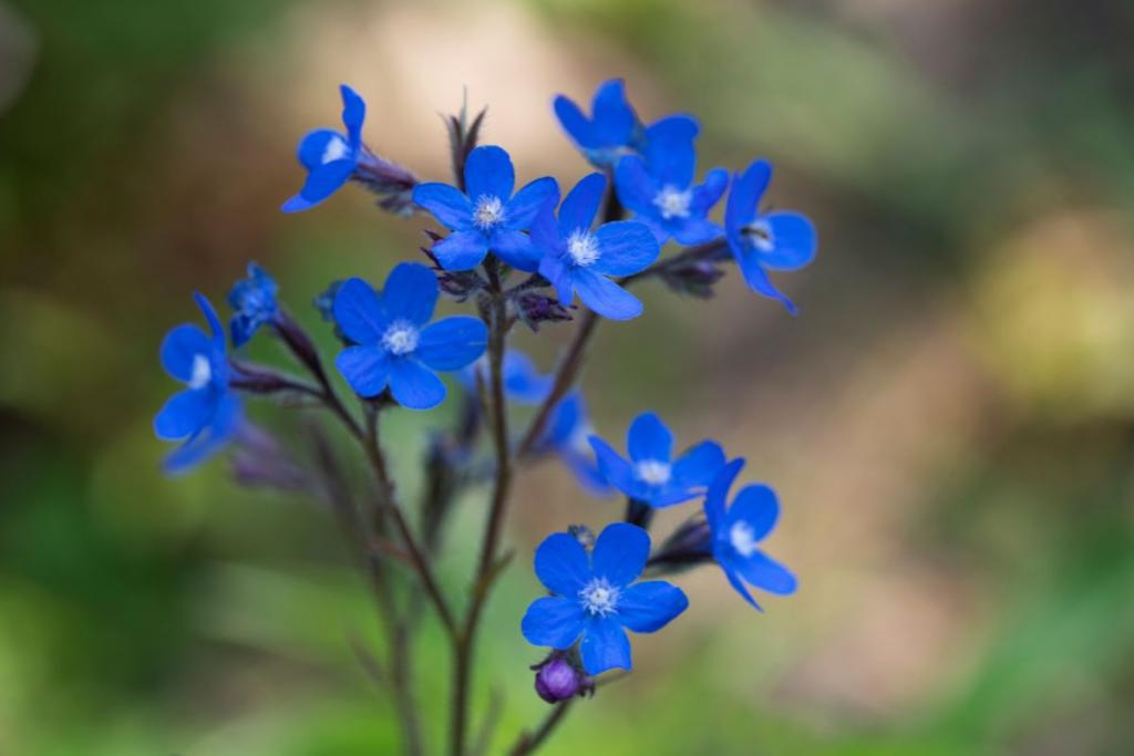 buglosse Anchusa azurea culture