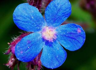 buglosse Anchusa azurea entretien 