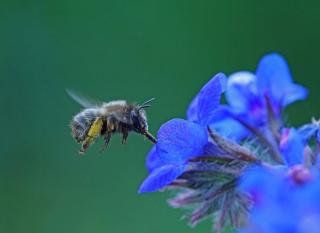 buglosse floraison bleue