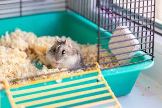 cage hamster barreaux