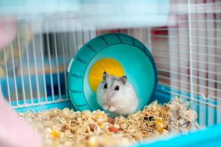 cage hamster russe