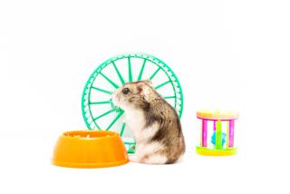 cage hamster russe aménagement accessoires
