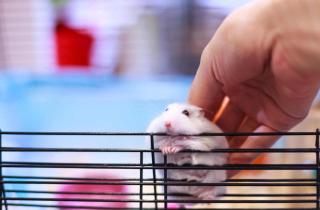cage hamster russe entretien