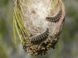 chenilles processionnaire élimination