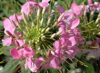 annuelles floraison rose