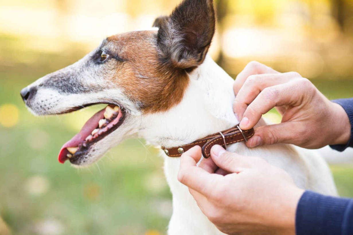 collier chien