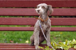 collier chien cuir