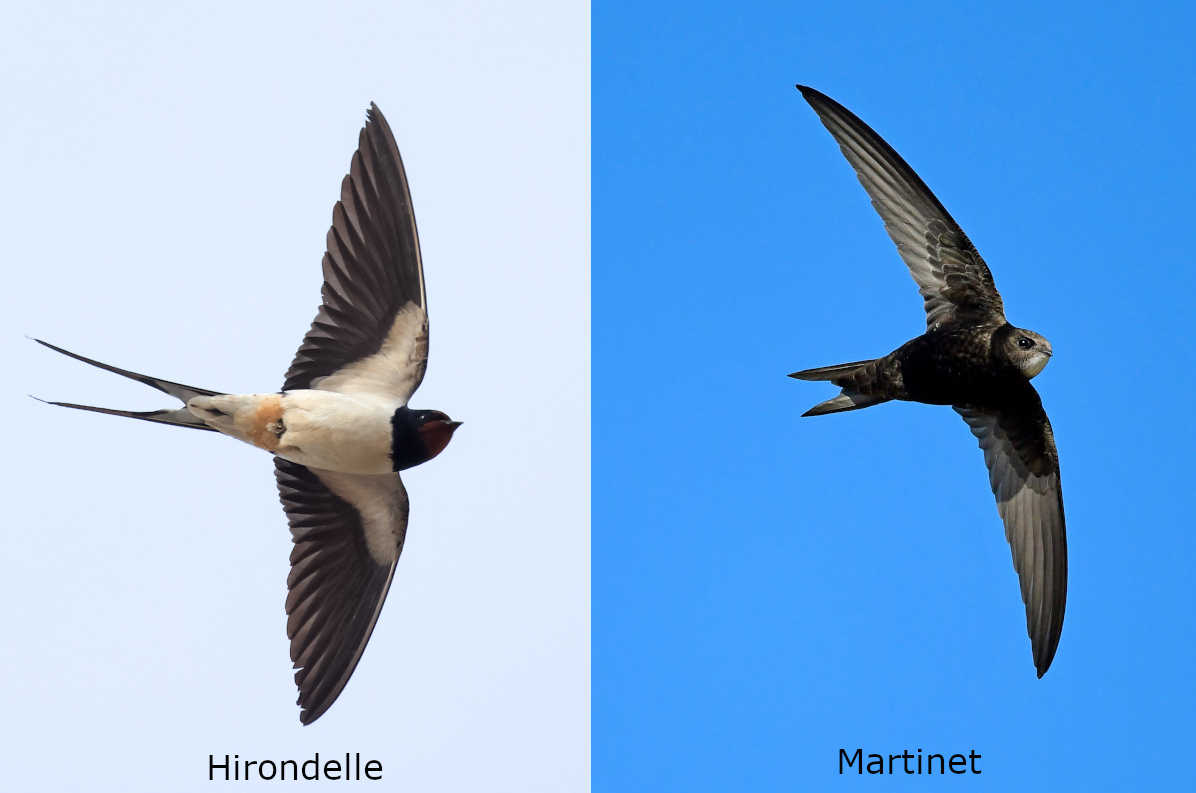 Différence hirondelle martinet