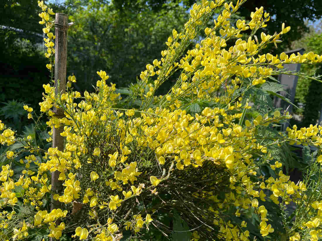 Genet - Cytisus scoparius