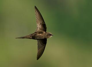 martinet (Apus apus) identification 