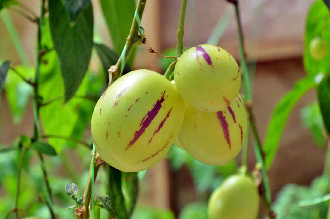 Poire melon