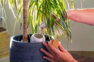 arrosage plante avec eau cuisson oeuf