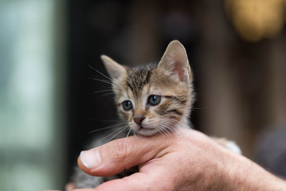 chaton non sevré