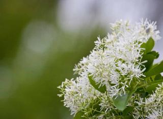 chionanthus arbre à franges plantation