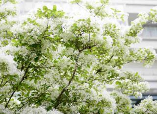 chionanthus identification 