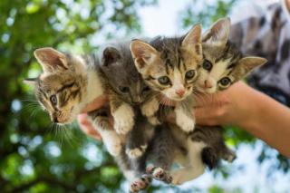 choisir un chaton mâle ou femelle