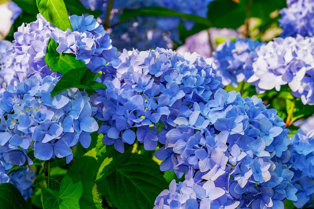 comment faire bleuir hortensia