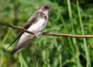 hirondelle de rivage (Riparia riparia) identification 