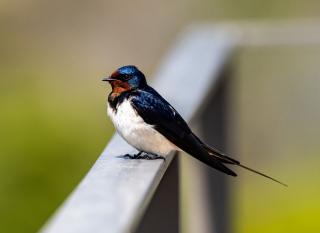 Hirondelle rustique identification