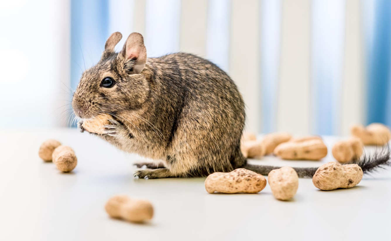 octodon degus alimentation