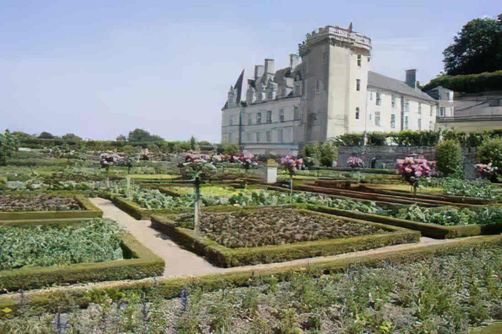 oiseau jardin chateau villandry