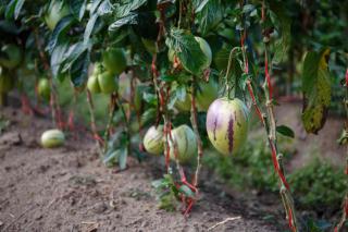 poire-melon culture