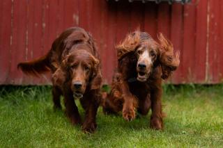 setter irlandais caractère comportement