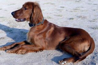 setter irlandais taille poids