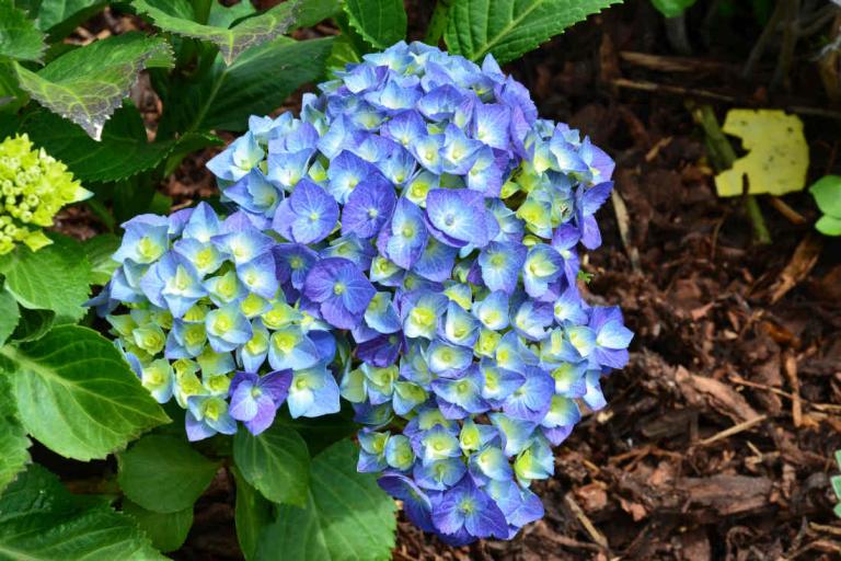 Comment faire bleuir vos Hortensias