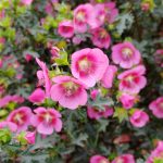Anisodontea