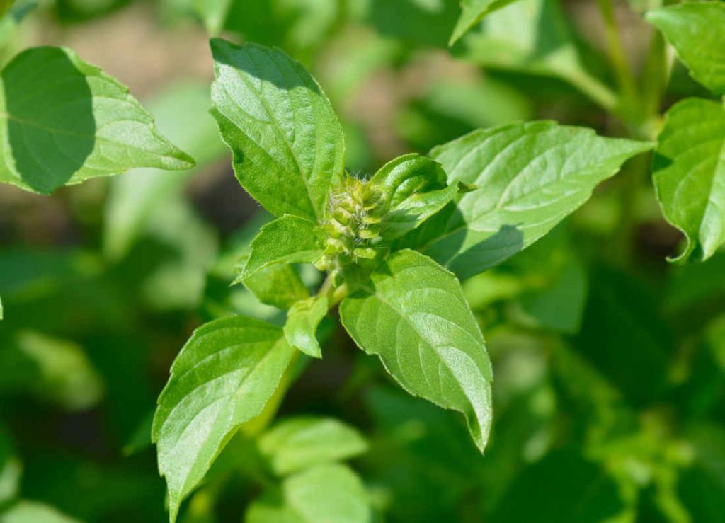 Basilic citron - Ocimum citriodorum