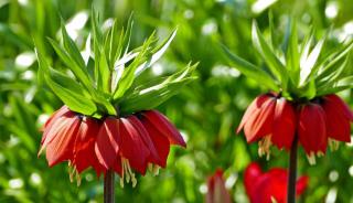 Fritillaire imperiale taupe