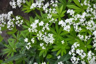 Galium odoratum - Aspérule odorante