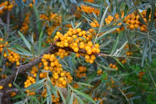 Rhamnus cathartica