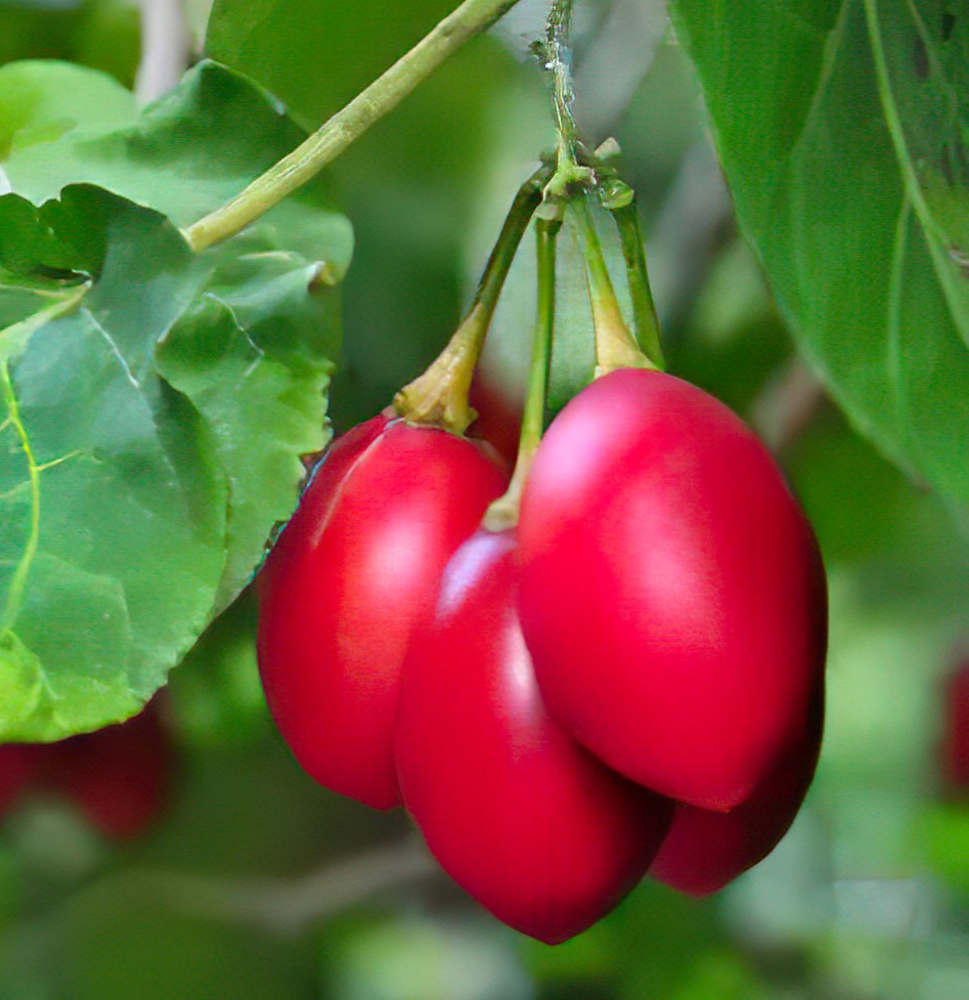 Tomate en arbre
