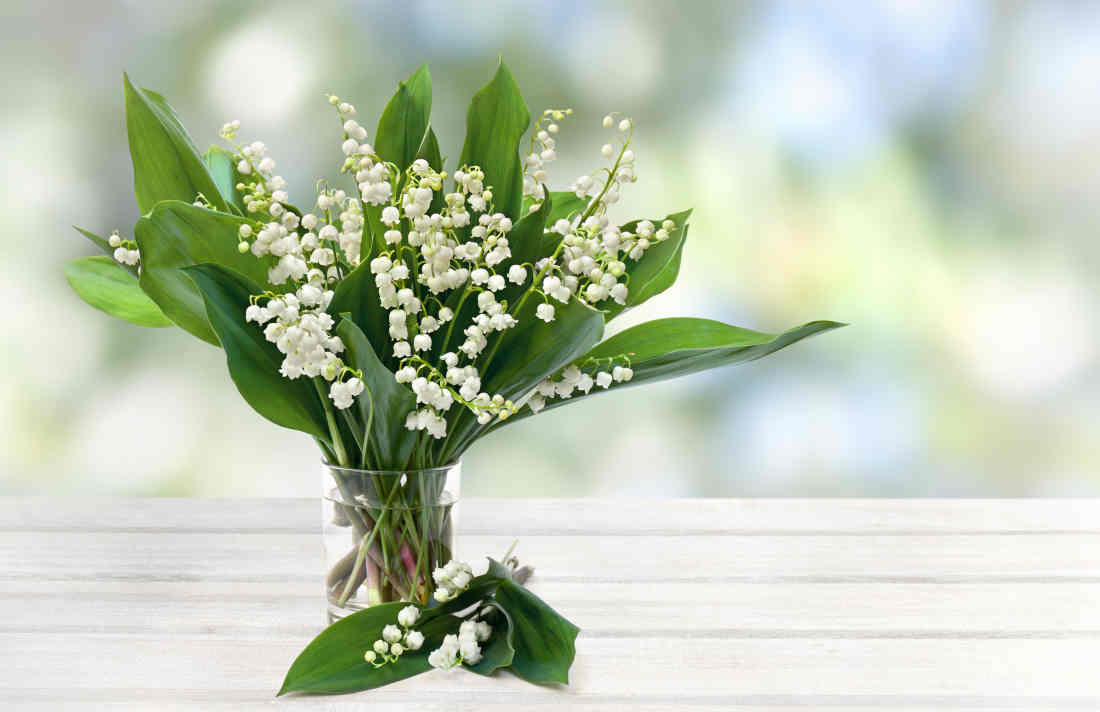 brin muguet entretien conservation