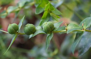 epurge taupe Euphorbia lathyris