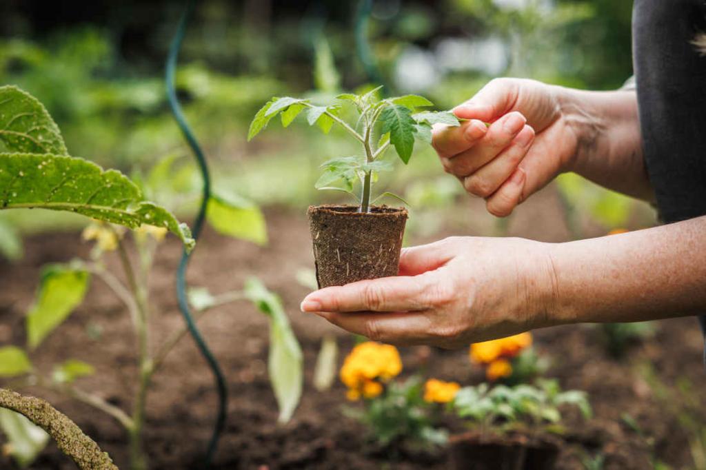 plantation tomate conseils