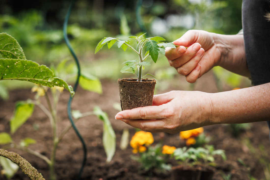 plantation tomate conseils