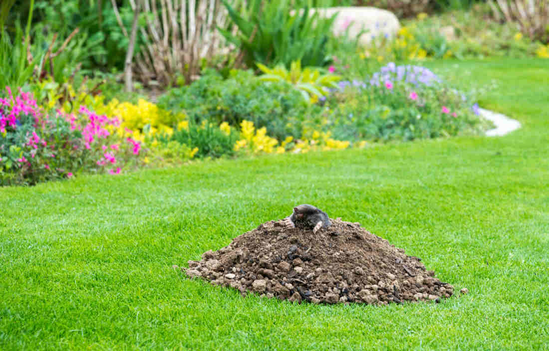 plante repulsive pour eloigner taupe