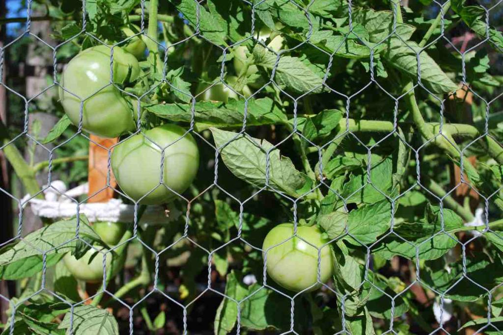 culture tomates en cage conseils