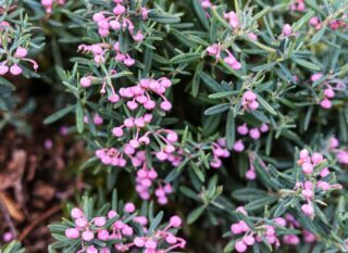 Andromeda polifolia ‘Blue Ice’
