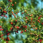 Arbuste épineux pour haie défensive